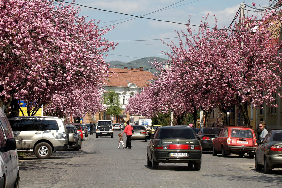 Фото жизнь (light) - Александр Mихайлович Гудак - Городские зарисовки - Цветущая улица