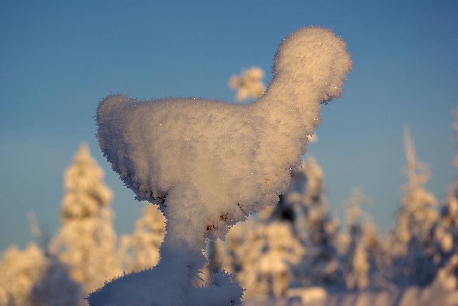 Фото жизнь (light) - Виктор Солодухин - Сказочная зима - Творение Зимы. Цыплёнок
