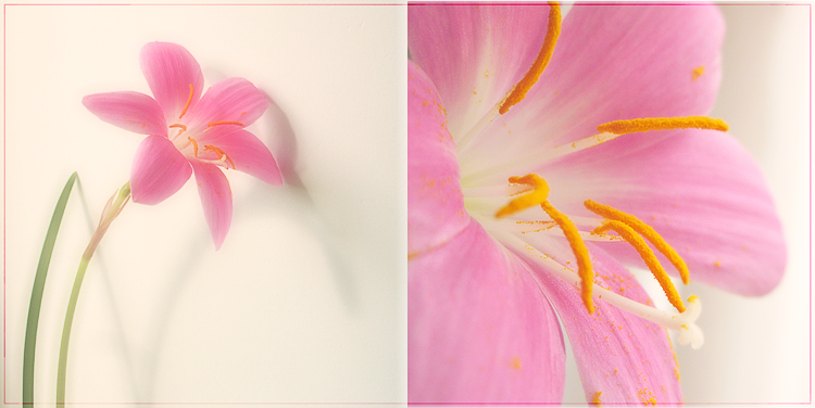 Фото жизнь (light) - Iris - корневой каталог - *