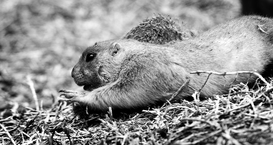 Фото жизнь (light) - alenyska - zoo - потягуси