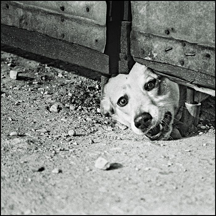 Who Let the Dogs Out?