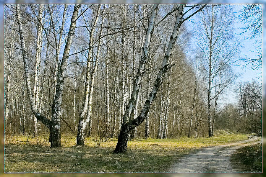 Фото жизнь (light) - Игорь Копица - пейзаж - берёзки