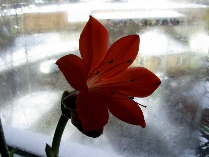 Фото жизнь (light) - Al - Свалка - красный цветок