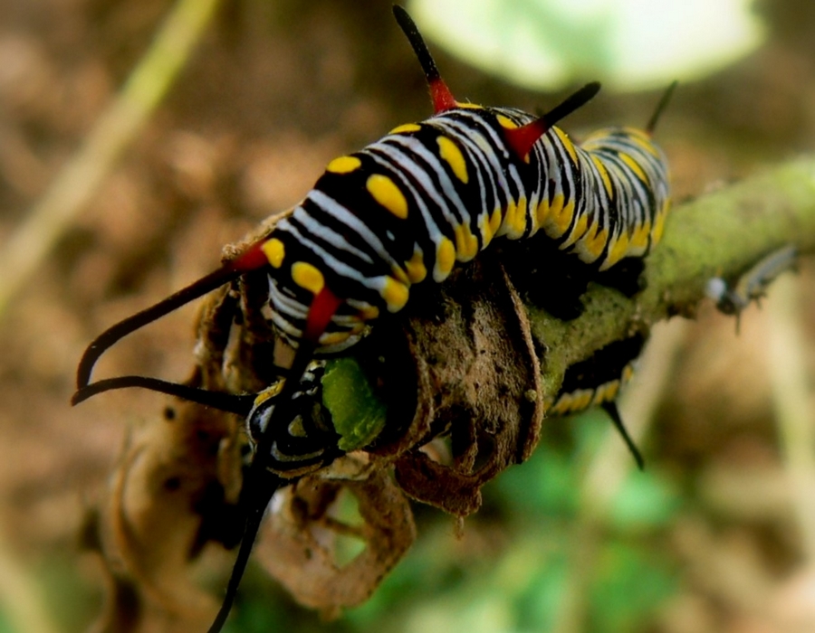Фото жизнь (light) - ark747 - Зверюшки, птички, бабочки - Две гусеницы