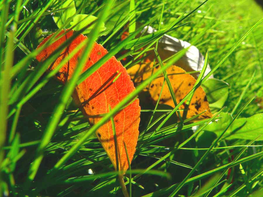 Фото жизнь (light) - Пономарчук Евгений - природа - осенние листья