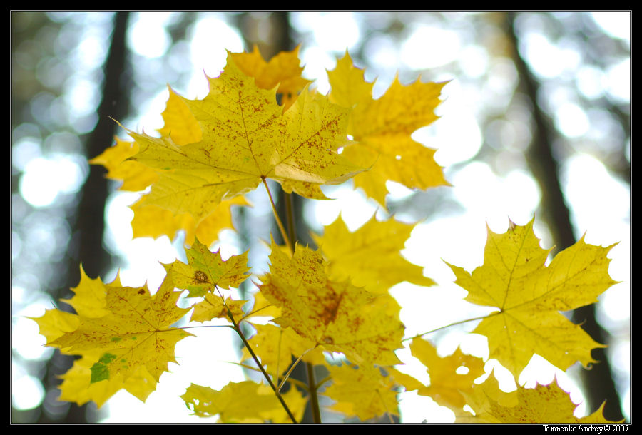 Фото жизнь (light) - Андрей Тараненко - Проба пера - * * *
