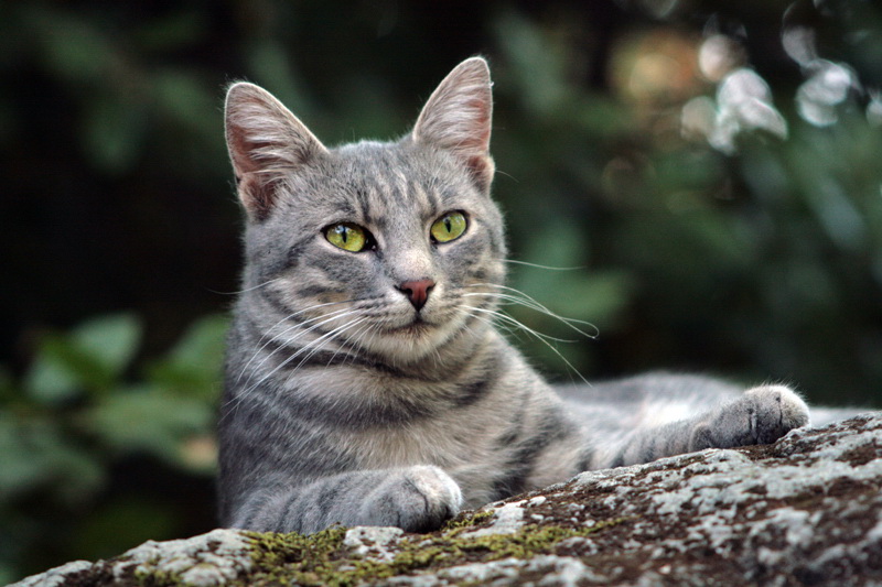 Фото жизнь - n44 - Животные - Лесной кот