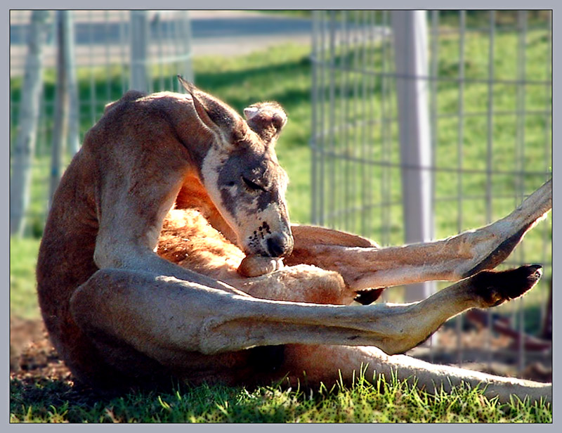 Фото жизнь (light) - Arkady Golod - МОРДАСЬКИ и ЦВЕТОНЧИКИ - О ВКУСАХ НЕ СПОРЯТ