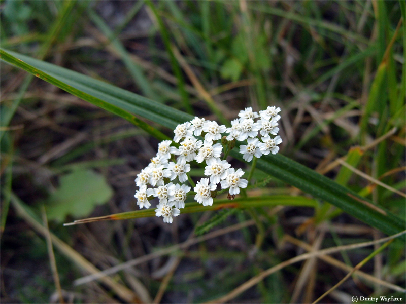 Фото жизнь (light) - Dmitry Wayfarer - корневой каталог - макро