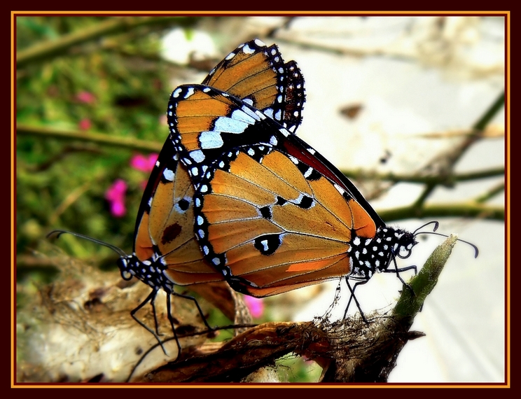 Фото жизнь - ark747 - Зверюшки, птички, бабочки - Бабочки_2