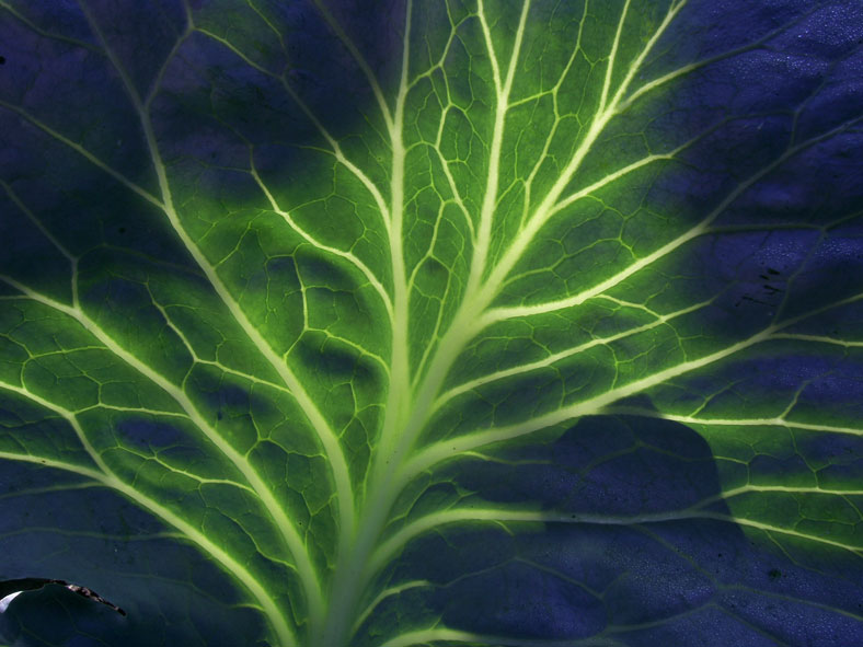 Фото жизнь - Al - макро (цветы, зелень всякая...) - ренген капустного листа