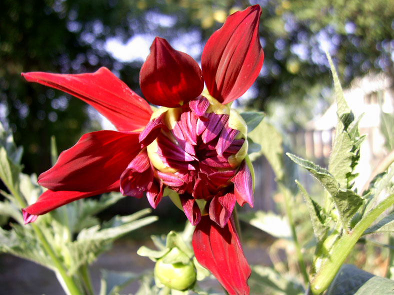 Фото жизнь (light) - Al - макро (цветы, зелень всякая...) - юный