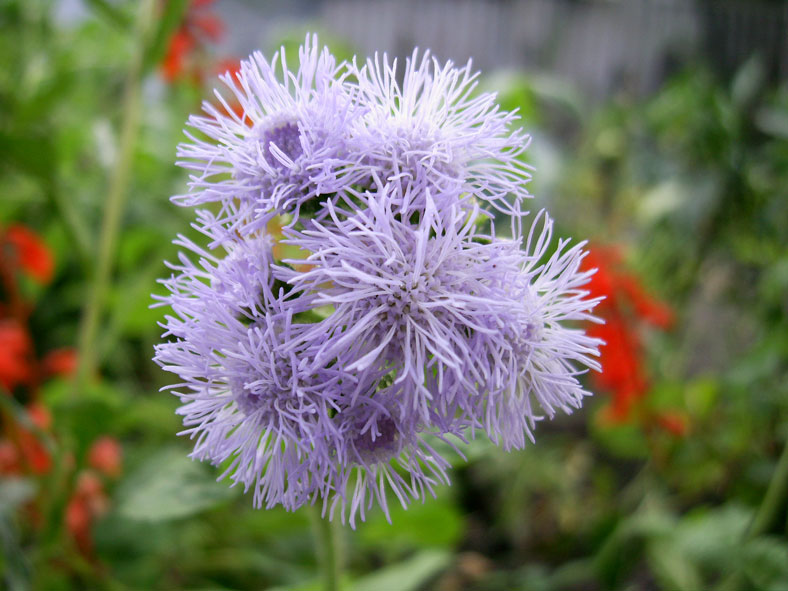 Фото жизнь (light) - Al - макро (цветы, зелень всякая...) - не такой как все