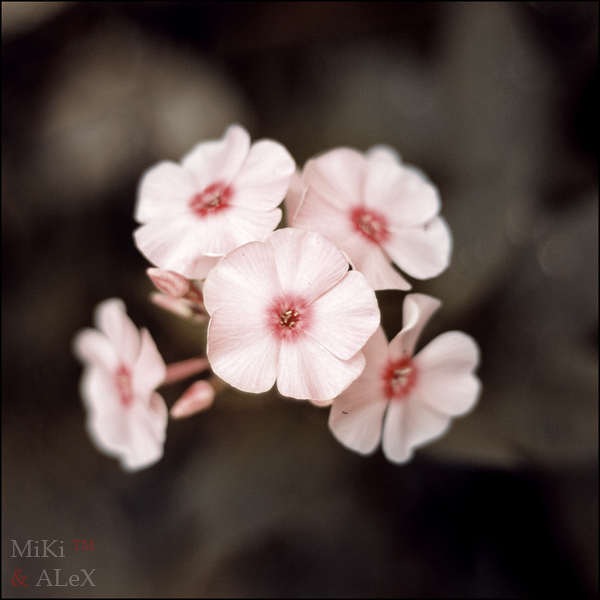 Фото жизнь (light) - MiKi™ - корневой каталог - 3