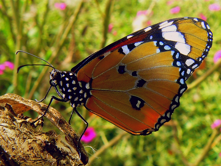 Фото жизнь (light) - ark747 - Зверюшки, птички, бабочки - И снова бабочка :-)