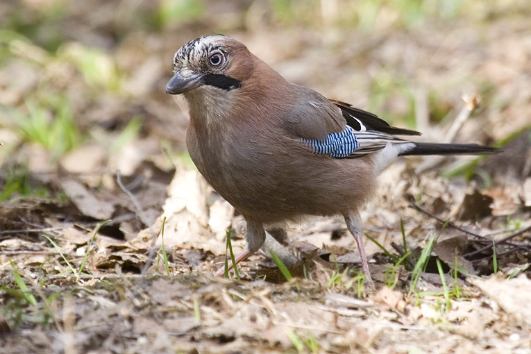 Фото жизнь (light) - Александр Ильин - Птицы - Любопытная соседка.