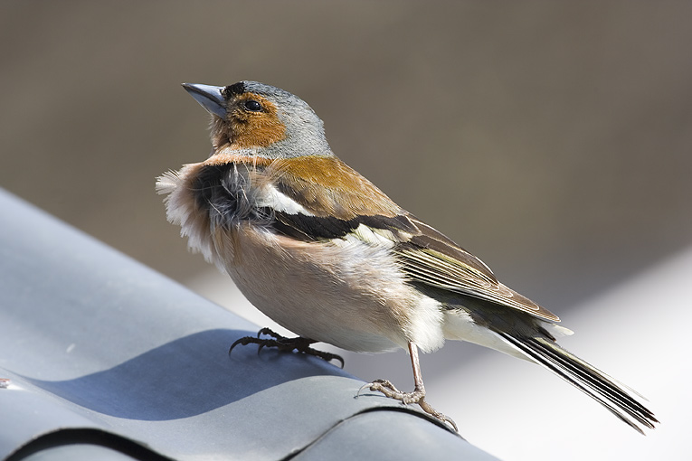 Фото жизнь (light) - Александр Ильин - Птицы - Мой друг художник и поэт...