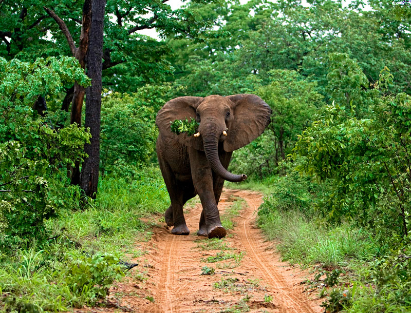 Фото жизнь (light) - kitufo - Southern Africa - Купите пьяного слона