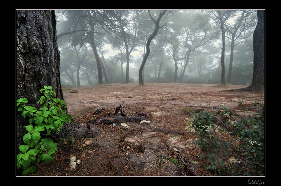Фото жизнь (light) - EddiGer - корневой каталог - Убранство леса......