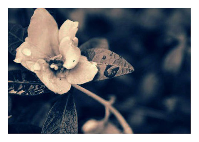 Фото жизнь (light) - kulakova nataly - anything - flower