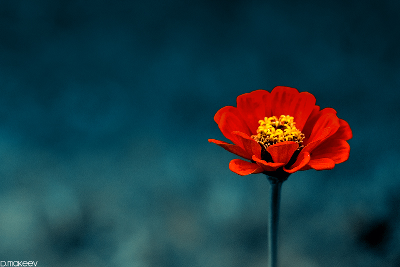 Фото жизнь (light) - krasitsky - Flora & Fauna - Red on Blue