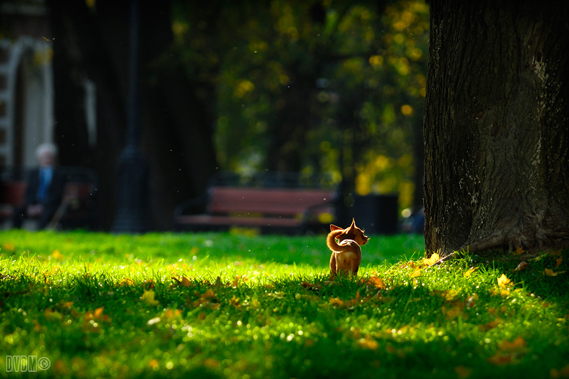 Фото жизнь (light) - krasitsky - Flora & Fauna - Dog life