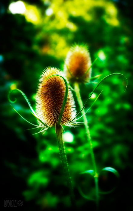 Фото жизнь (light) - krasitsky - Flora & Fauna - Зелень