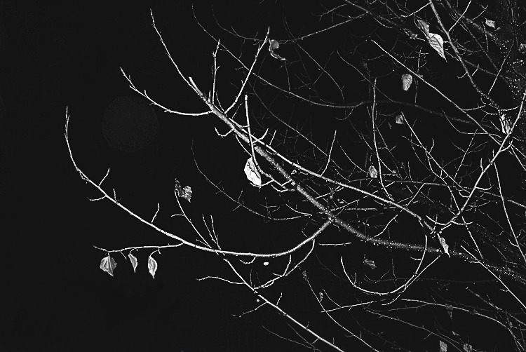 Фото жизнь (light) - Ekaterina Darko - корневой каталог - прошлогодние листья