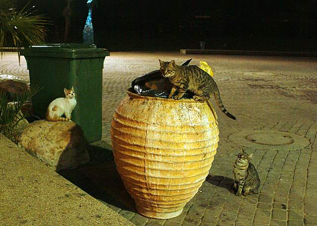 Фото жизнь (light) - Борис Ганцелевич - Простые зарисовки - Кошачий ужин на троих.