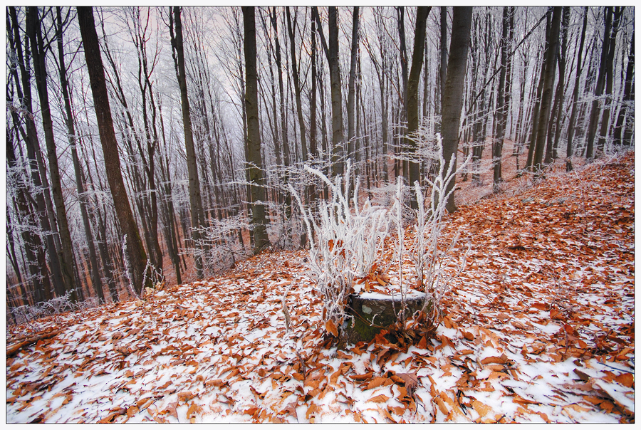 Фото жизнь - Palette - корневой каталог - В хрустальном лесу-2