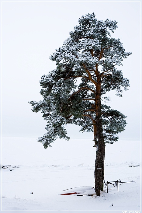 Фото жизнь (light) - armoniasy - корневой каталог - У моря