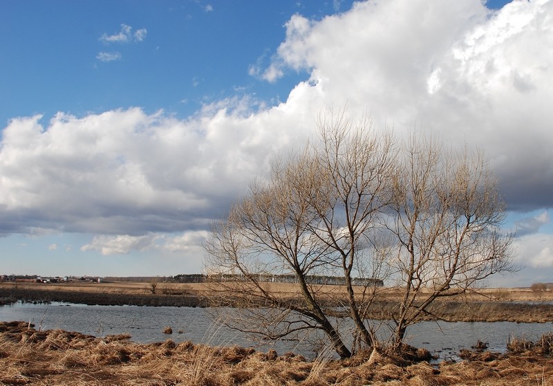 Фото жизнь (light) - Сергей Лазуткин - Пейзажи и виды. - Пейзаж с деревом
