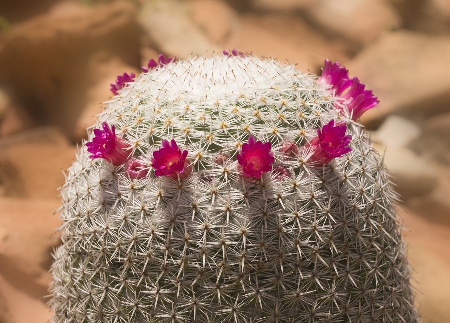 Фото жизнь (light) - alenyska - из жизни орхидей и кактусов и разной экзотики...... - веночек я сплела.....