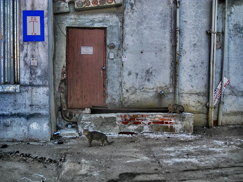 Фото жизнь (light) - Marsy - Дикие и домашние - Про кошек