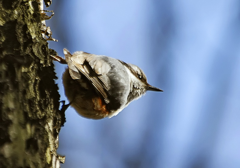 Фото жизнь (light) - Юр Саныч - корневой каталог - Ползающий птиц
