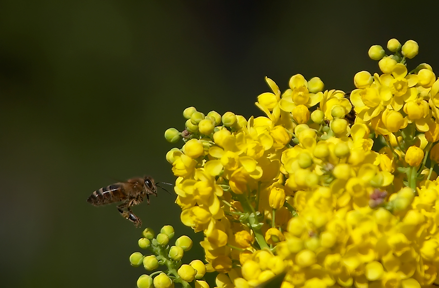 Фото жизнь - pupkinv - корневой каталог - Bee