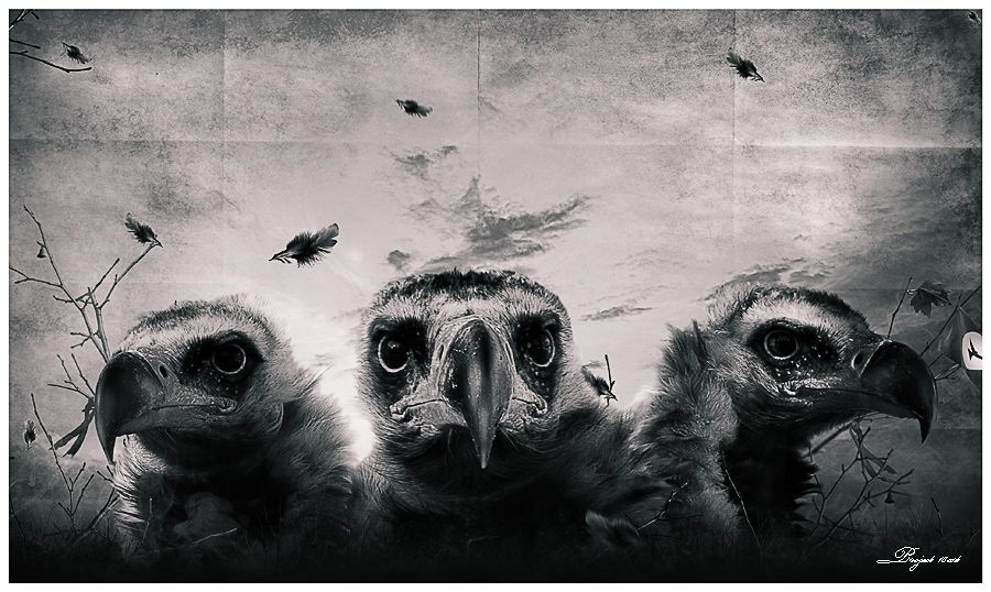 Фото жизнь (light) - Kravchenko Aleksandr - корневой каталог - грифы