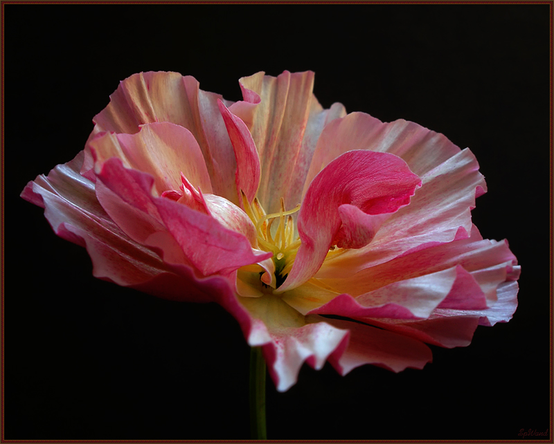 Фото жизнь (light) - spwand - Цветы  - Эшшольция - Цветок яблони