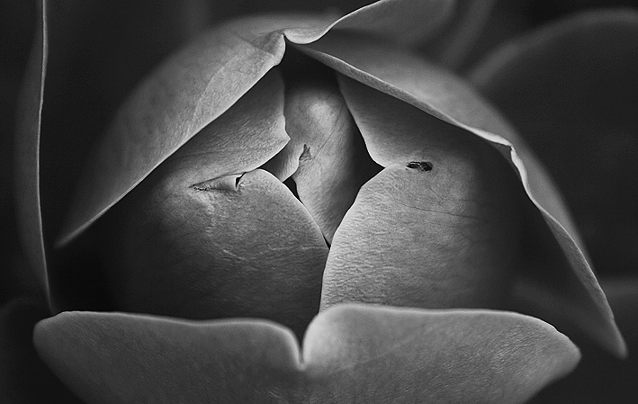 Фото жизнь (light) - Alexandra Gschwend - корневой каталог - Розы бывают разными, розовыми, красными и черными.....