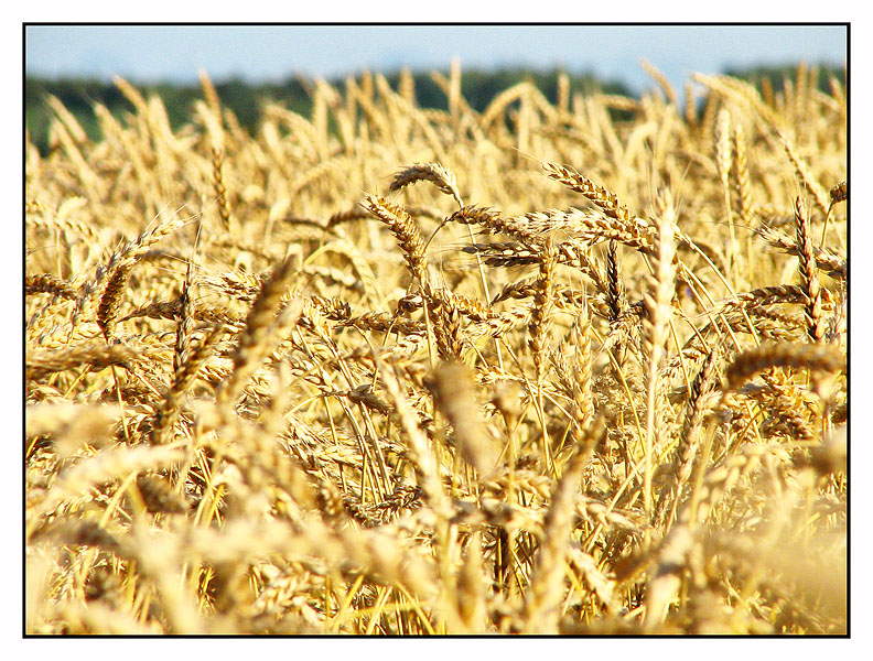 Фото жизнь (light) - Антонина Морозова - Природа - Золотоая рожь