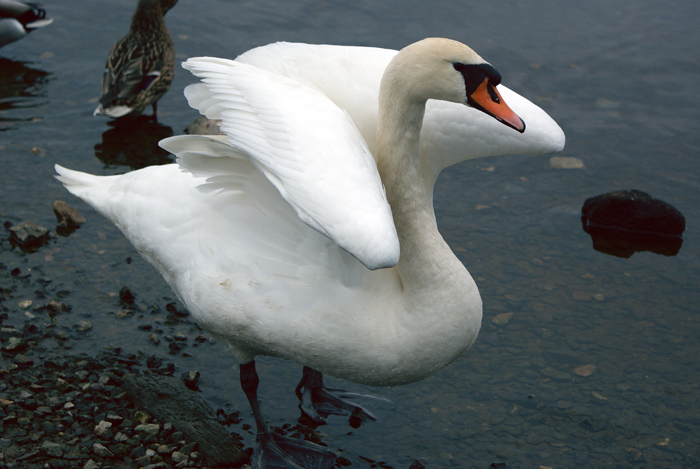 Фото жизнь (light) - Toriunder - animals - swan.