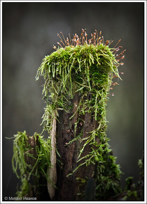 Фото жизнь (light) - klassikstudio - Природа и пейзаж - 014