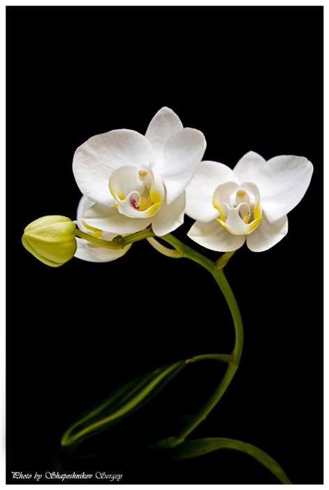 Фото жизнь (light) - Sergey Shaposhnikov - Цветы - Phalaenopsis amabilis 2