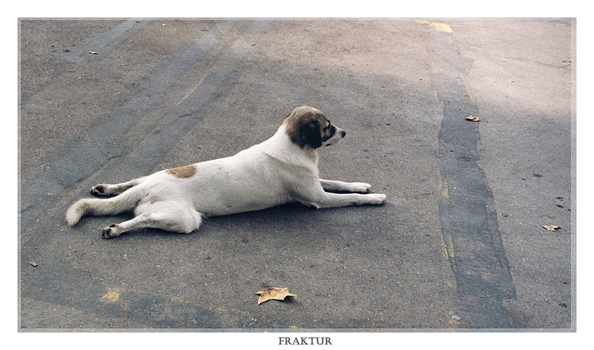 Фото жизнь (light) - Fraktur - Братья наши меньшие - Неаполитанец