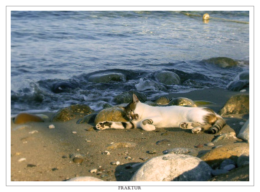 Фото жизнь (light) - Fraktur - Братья наши меньшие - Морской кот