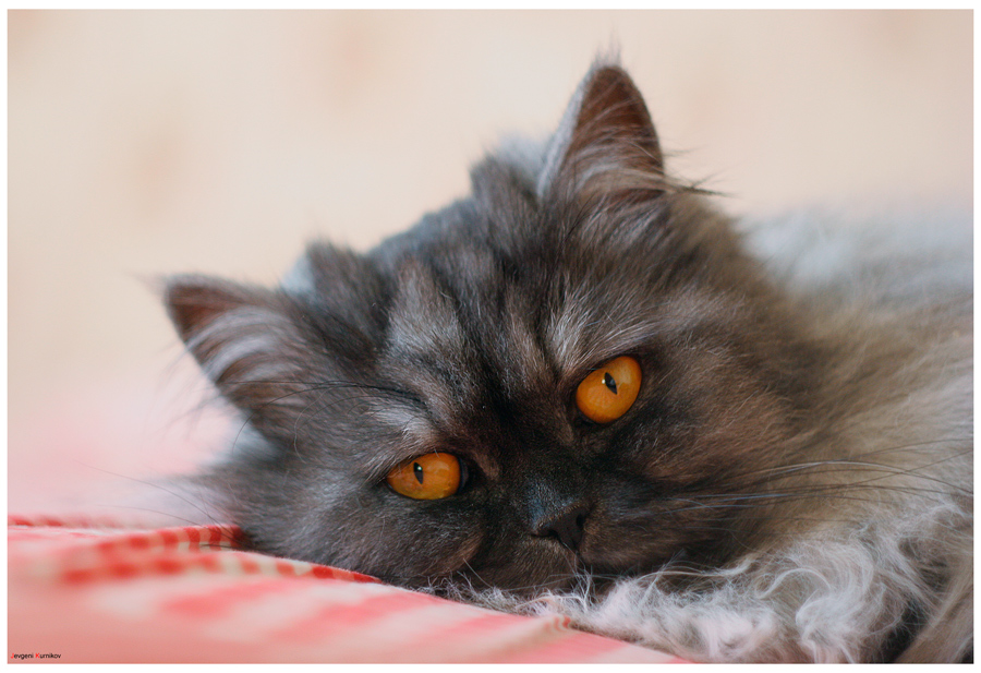 Фото жизнь (light) - jevgenik - корневой каталог - ***