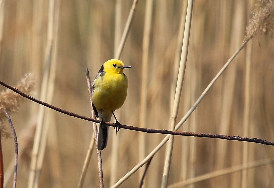 Фото жизнь (light) - Leonid_L - Птички - желтоголовая трясогузка 2
