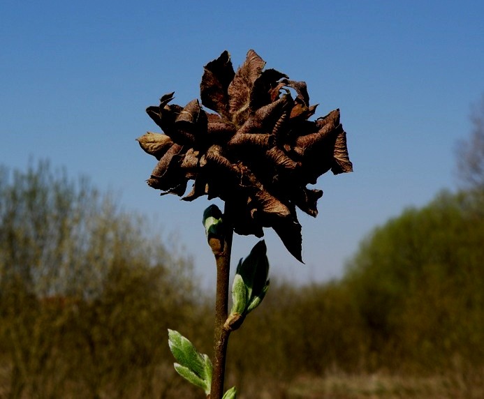 Фото жизнь (light) - Геннадий Нехай - Флора - * * *