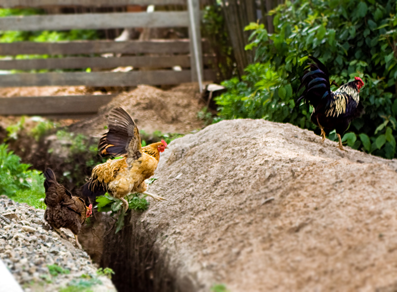 Фото жизнь (light) - du - корневой каталог - в припрыжку