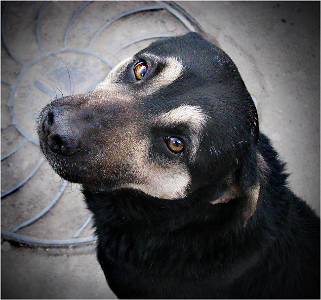 Фото жизнь (light) - Olga-Panteleeva - Братья меньшие! - Один...